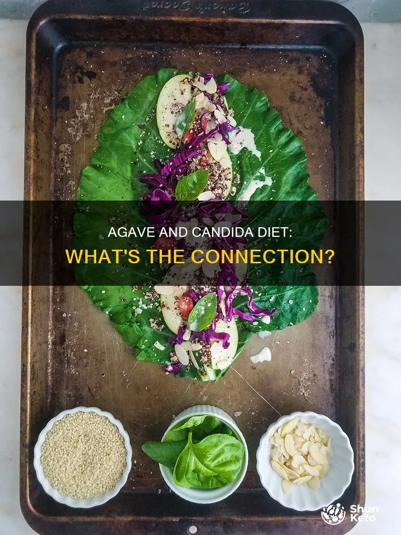 is agave ok for candida diet