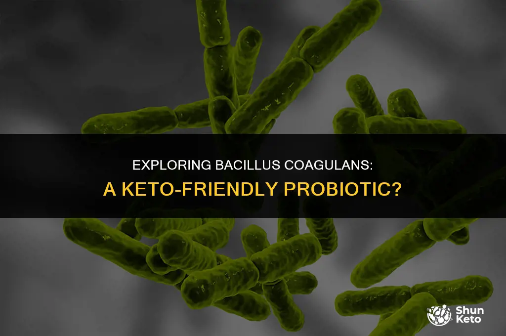 is bacillus coagulans keto