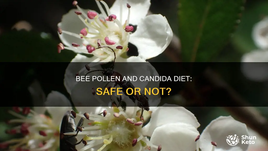 is bee pollen ok while on candida diet