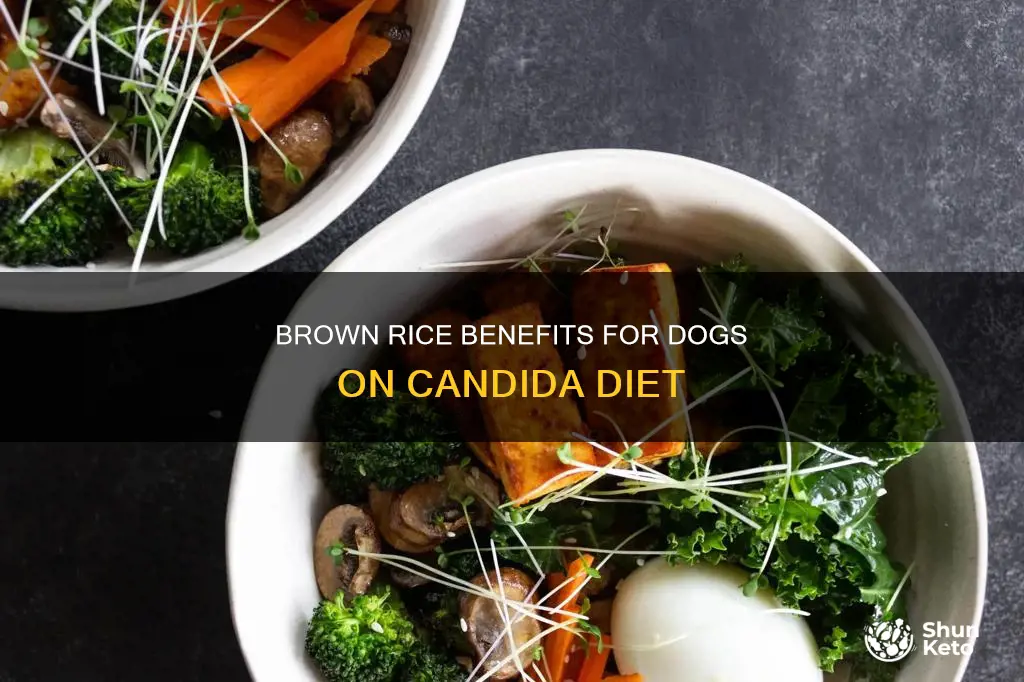 is brown rice okay for candida diet for dog