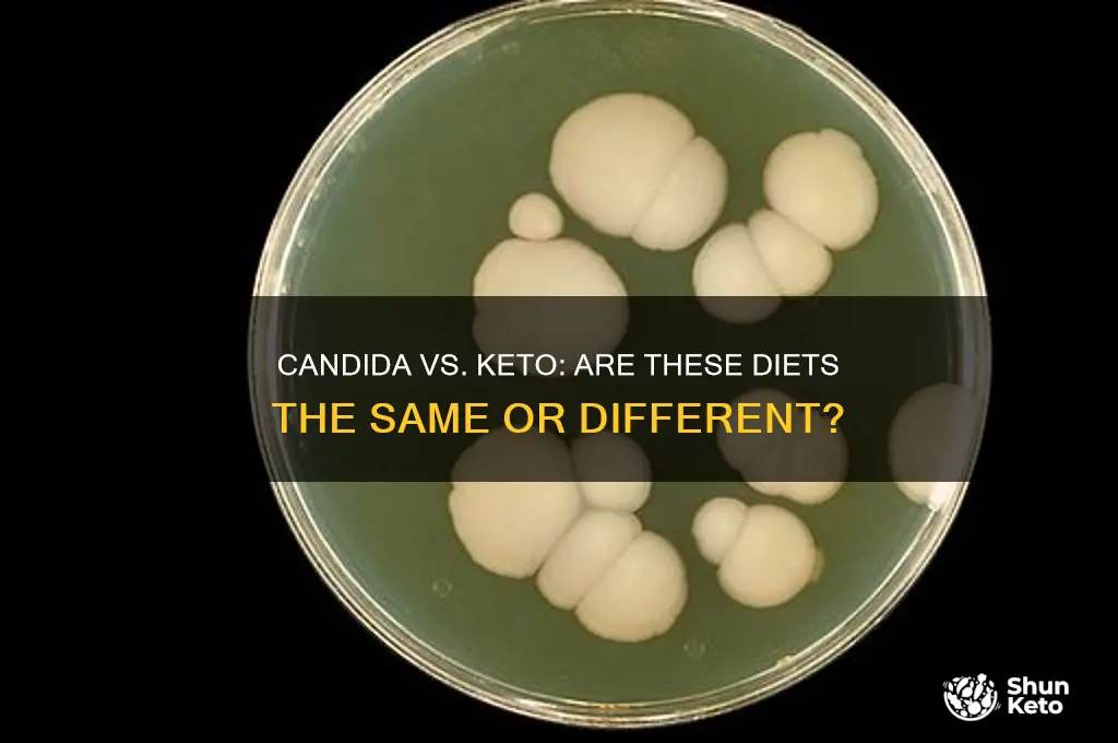is candida protocol same as keto