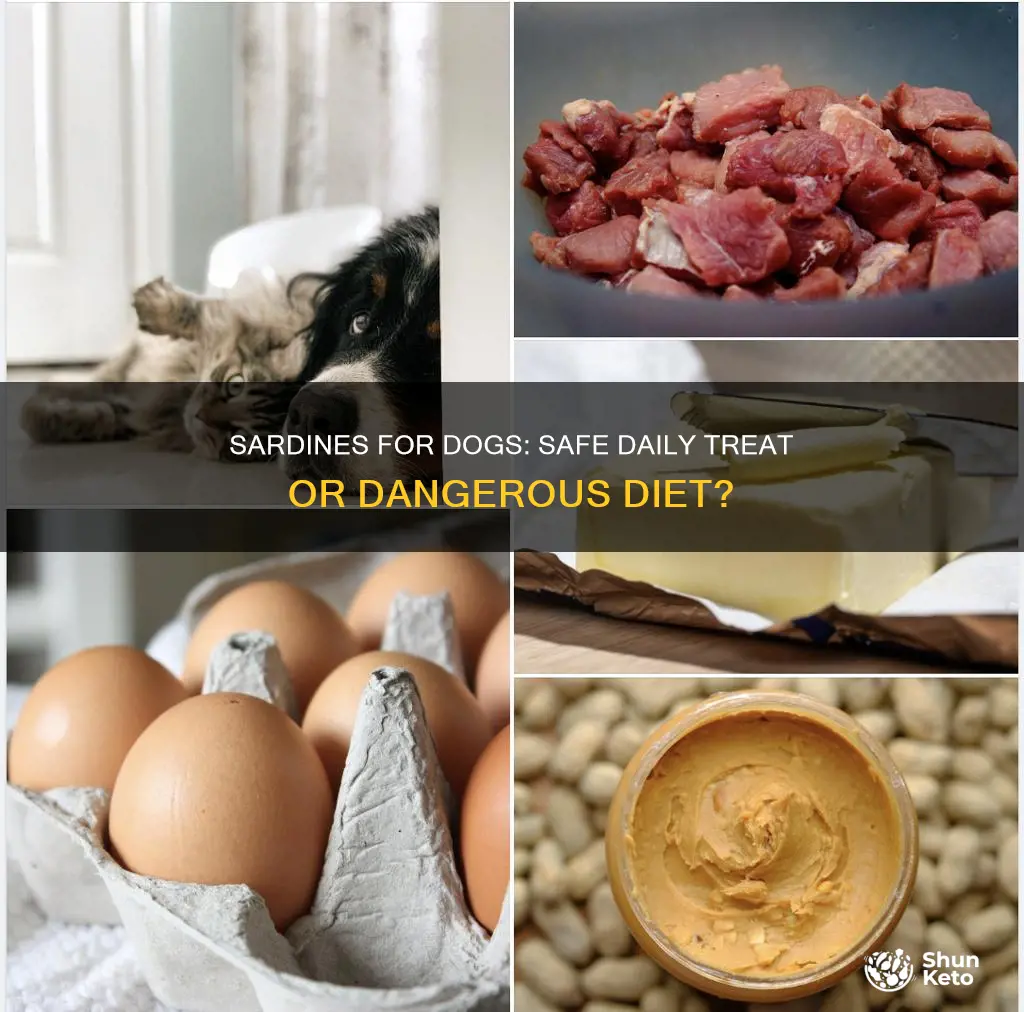 is daily sardines dangerous in a dogs diet