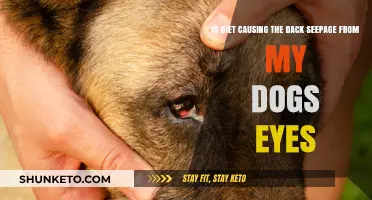Can Diet Cause Tear Stains in Dogs' Eyes?