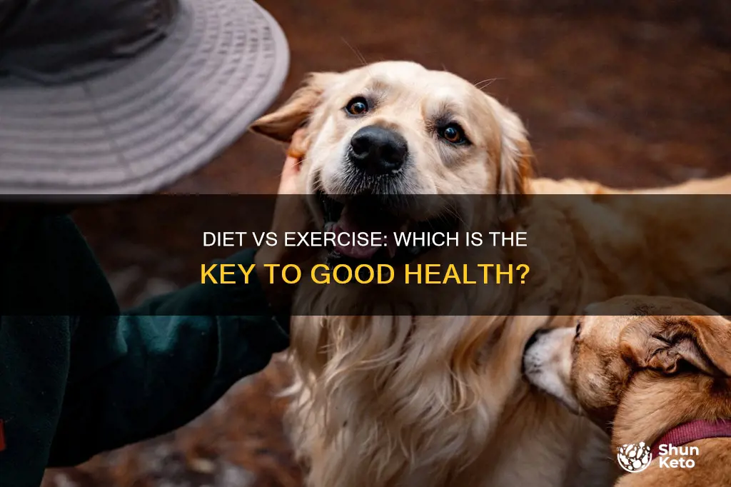 is diet or exercise more important for giv health