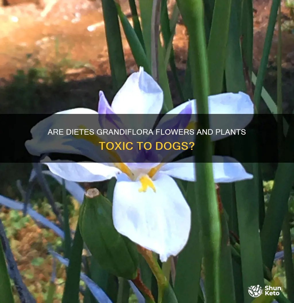 is dietes grandiflora poisonous to dogs