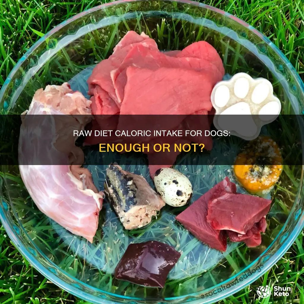 is dog raw diet providing enough calories