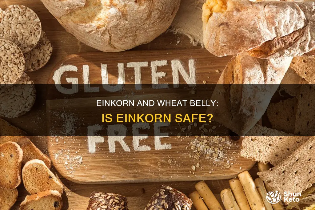 is einkorn safe for wheat belly diet