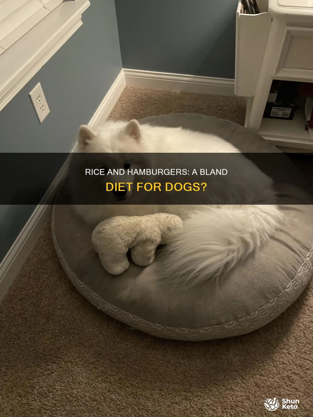 is hamburg and rice a bland diet for a dog