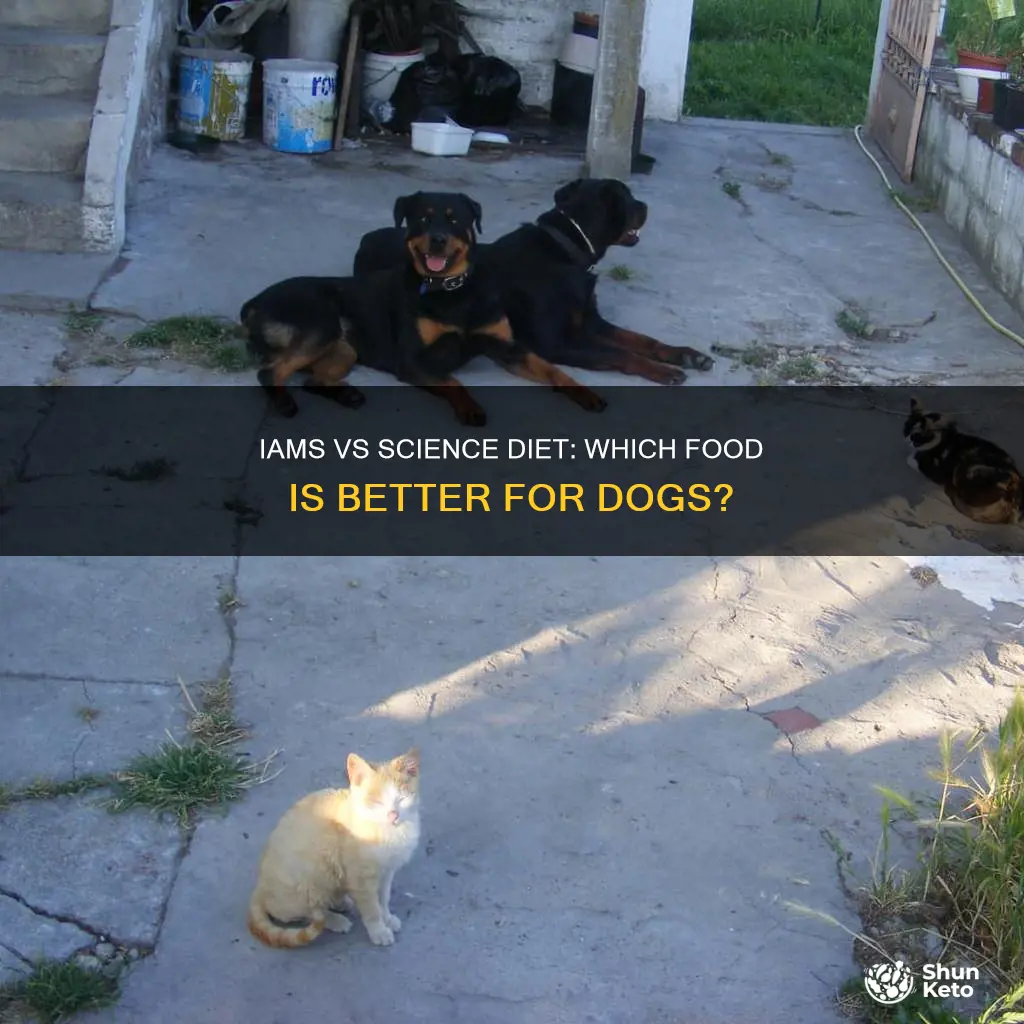 is iams or science diet better for dogs