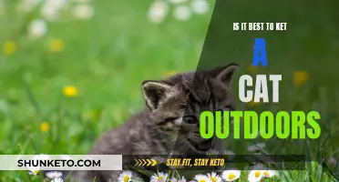 The Great Outdoors: Keeping Cats Safe and Happy