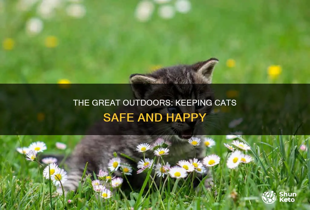 is it best to ket a cat outdoors