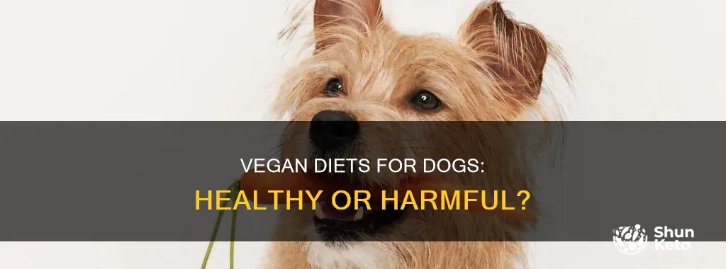 is it ok to give dogs a vegan diet