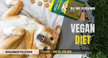 Vegan Dog Diet: Safe or Not?