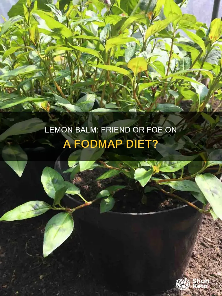 is lemon balm ok on a fodmap diet
