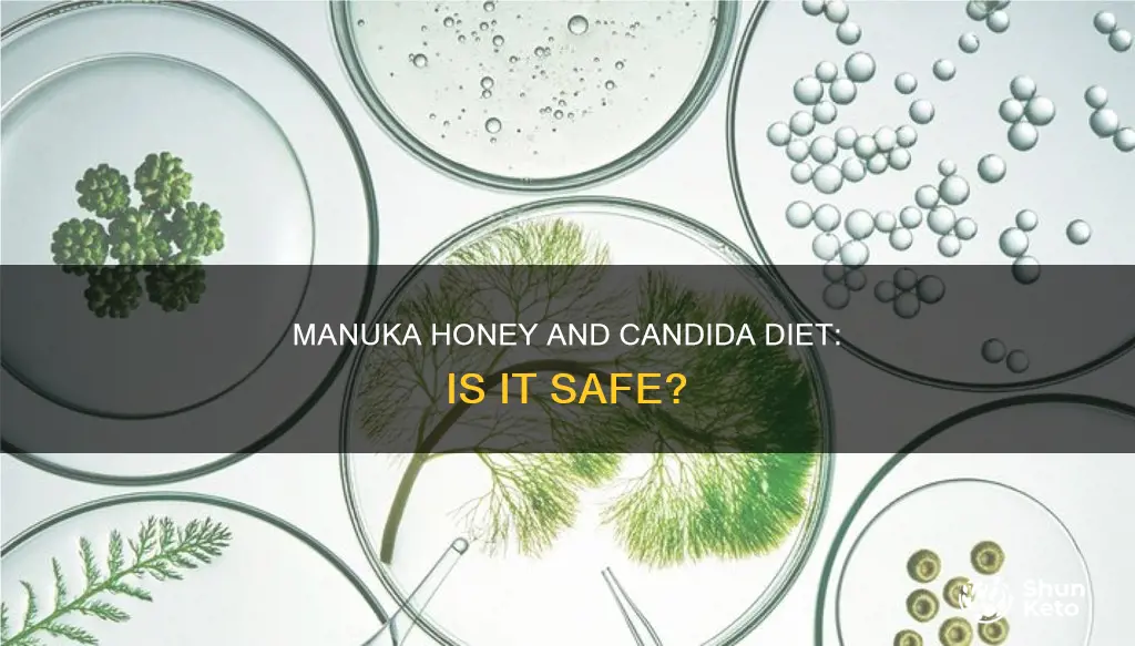 is manuka honey allowed on candida diet