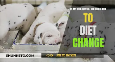 Dog Diarrhea: Diet Change Complications and Solutions
