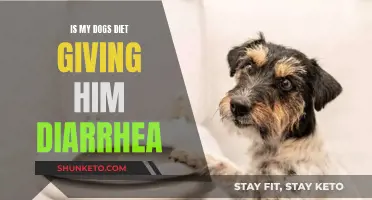 Dog Diarrhea: Could Diet Be the Cause?