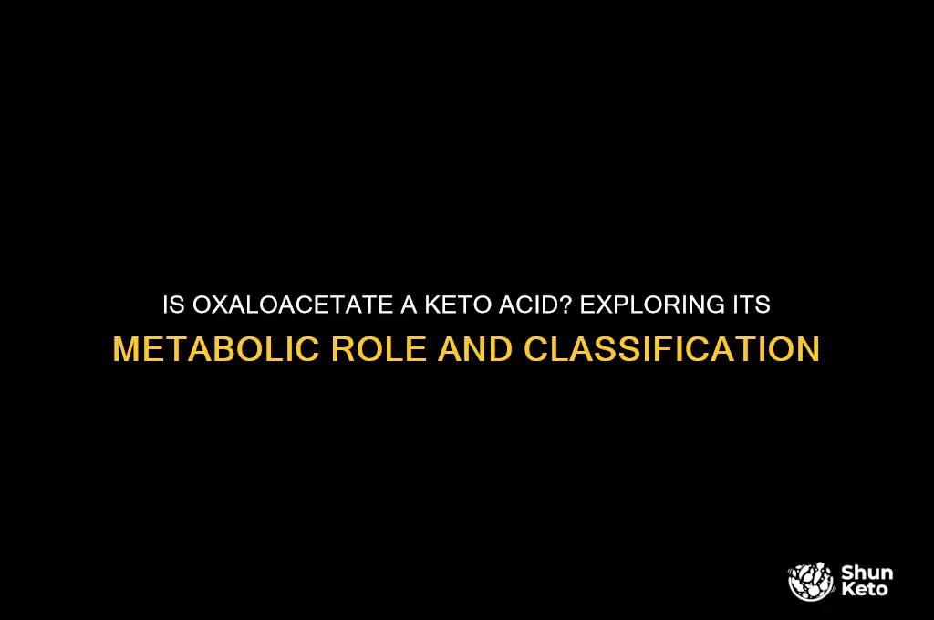 is oxaloacetate a keto acid