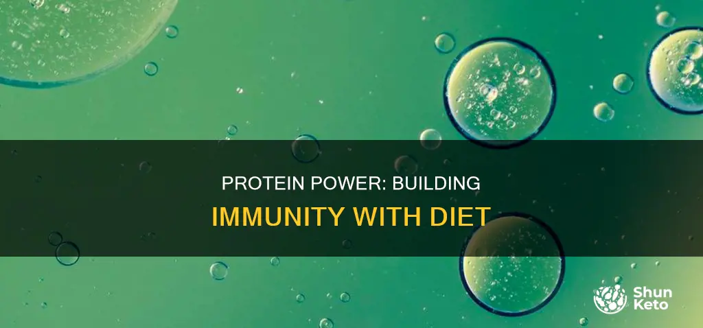 is protein in the diet is important for immunity