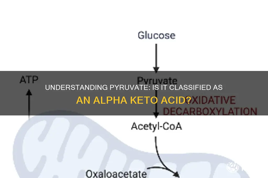 is pyruvate an alpha keto acid