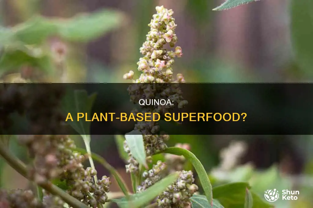 is quinoa on a plant based diet