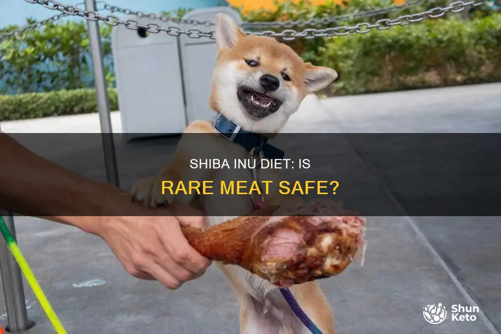is rare meat safe for shiba inu diet