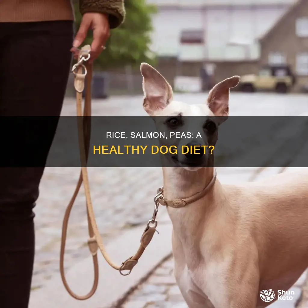 is salmon rice and peas agood diet for dogs