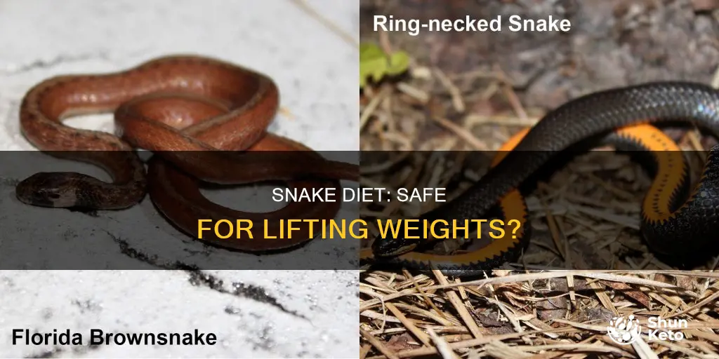is snake diet safe for lifting