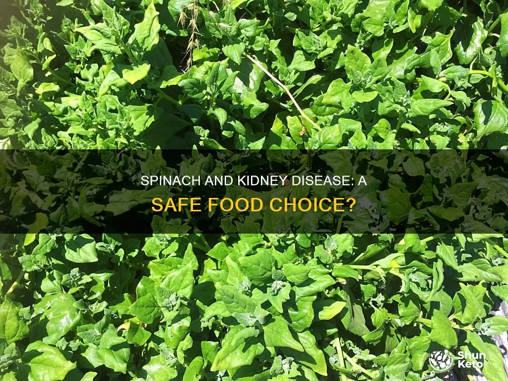 is spinach allowed in kidney disease diet
