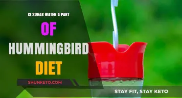 Hummingbirds' Sweet Tooth: Sugar Water Diet