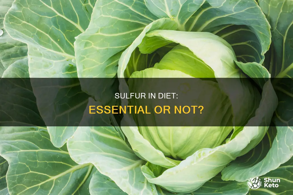 is sulfur needed in diet