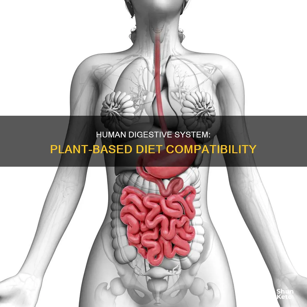 is the human digestive system designed for plant based diet