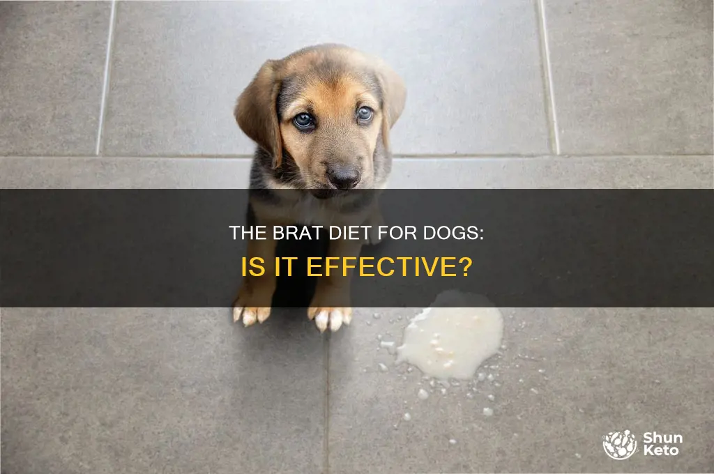 is there a brat diet for dogs