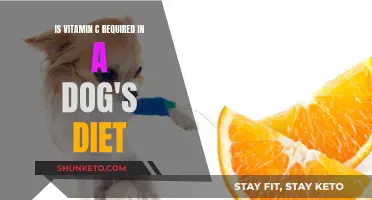 Vitamin C for Dogs: Necessary or Not?
