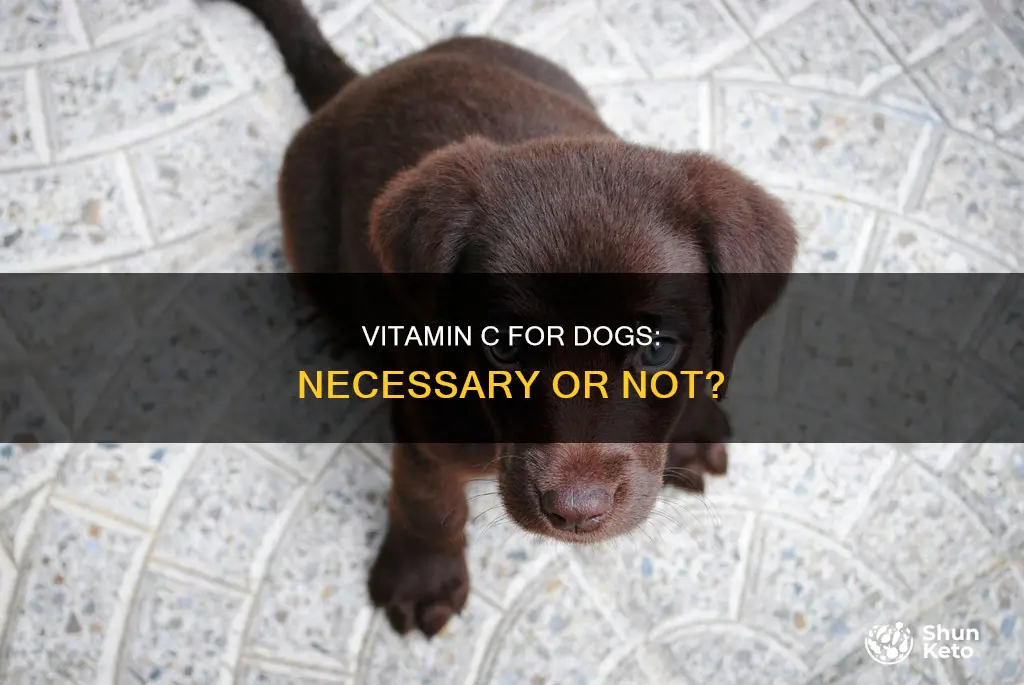 is vitamin c required in a dog