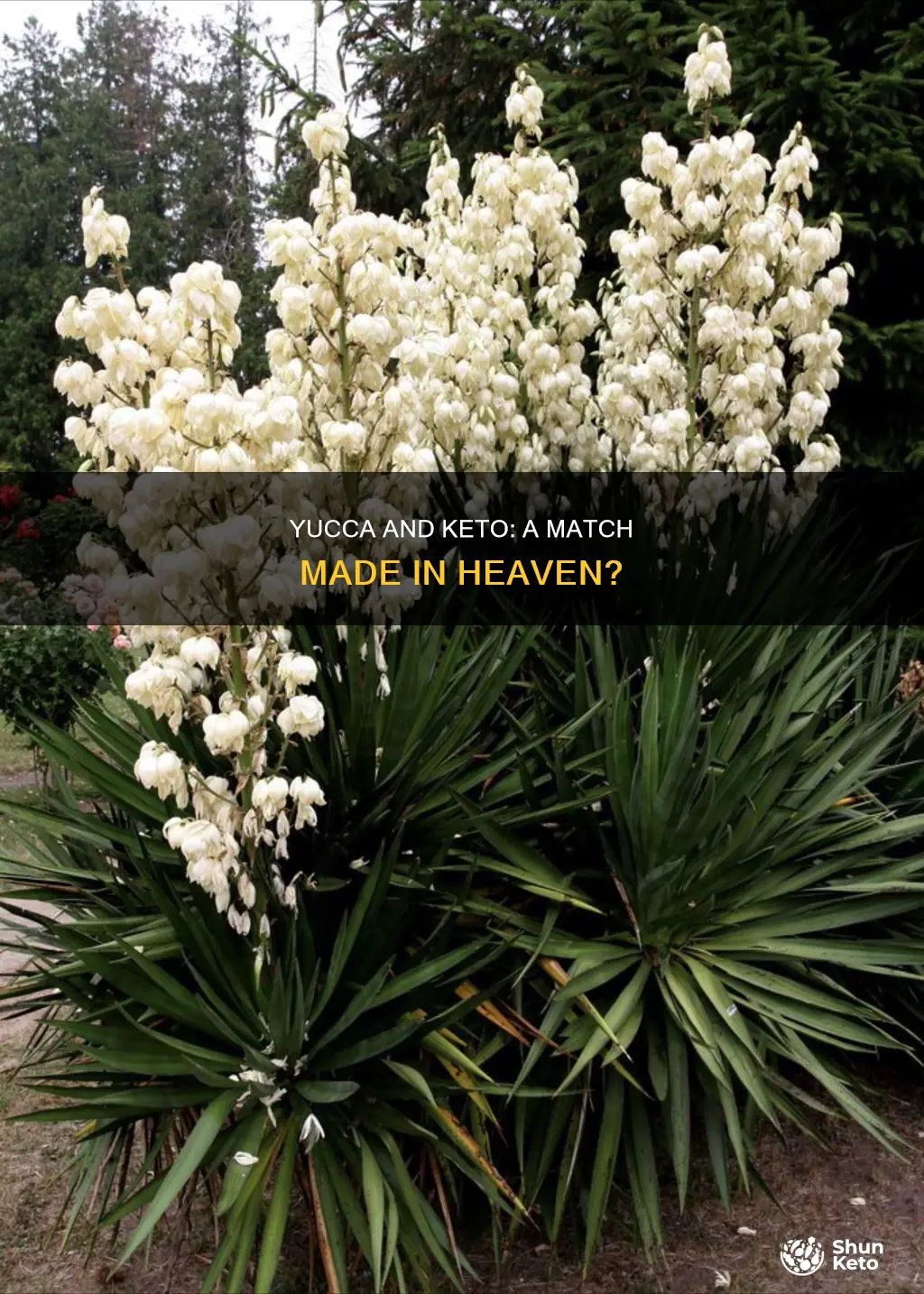 is yucca keto approved