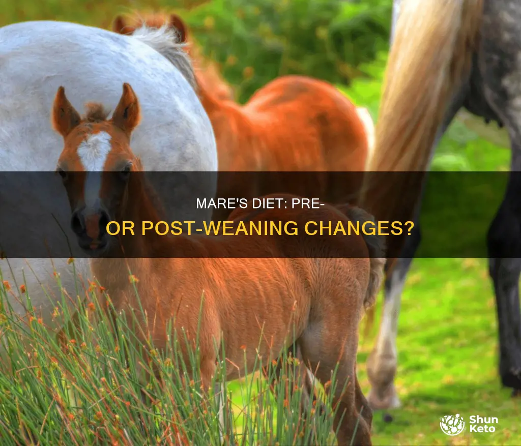should a mares diet be changed before or after weaning