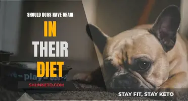 Grain in Dog Food: Good or Bad?