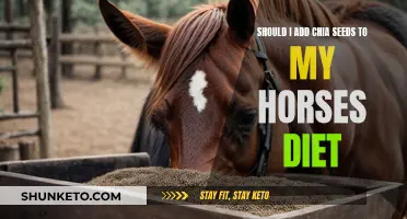 Chia Seeds for Horses: Are They Worth the Hype?
