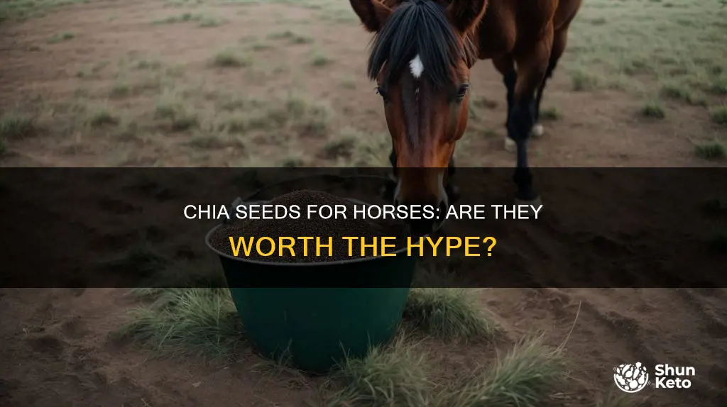 should i add chia seeds to my horses diet