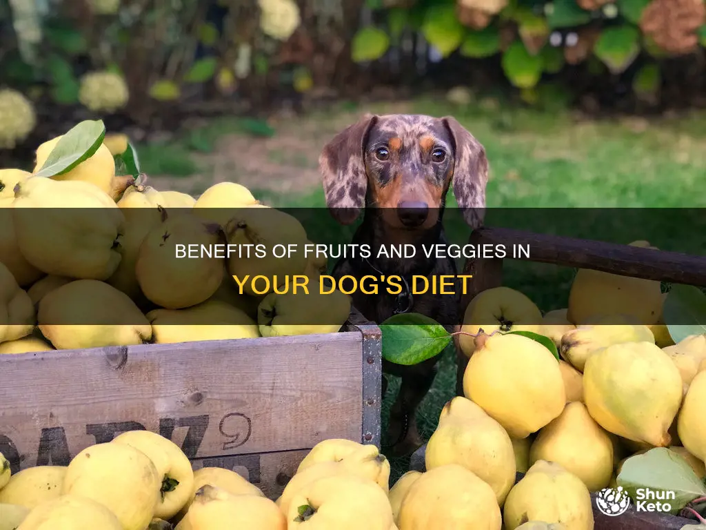should i add fruits and vegetables to my dog