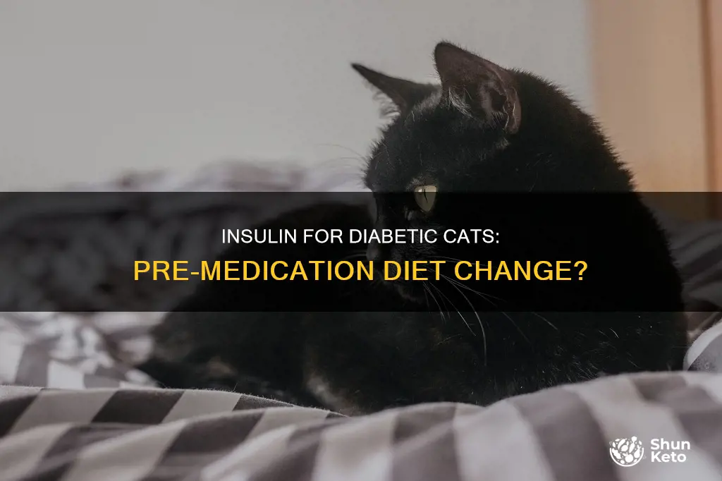 should i change diabetic cats diet before starting insulin
