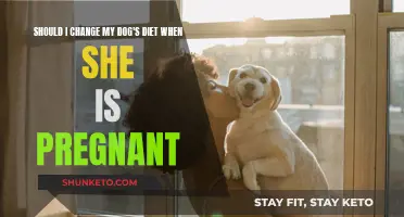 Pregnancy Diet for Dogs: What You Need to Know