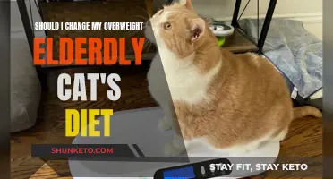 How Diet Change Can Help Overweight Elderly Cats