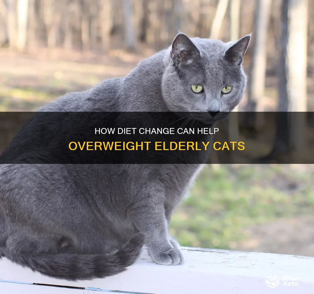 should i change my overweight elderdly cat