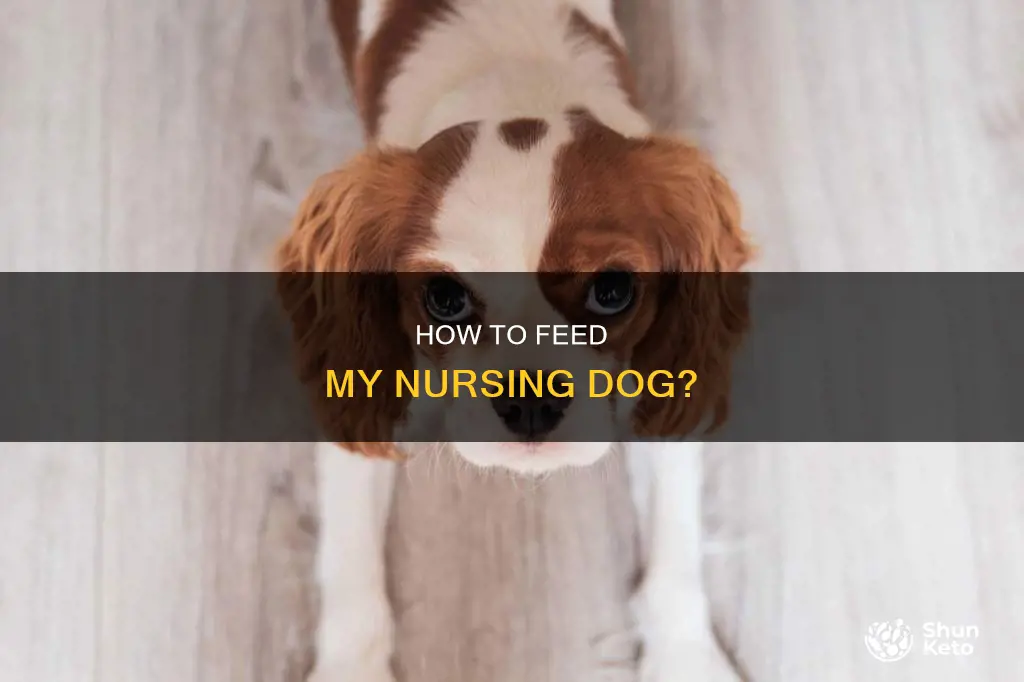 should i subsudize my dog