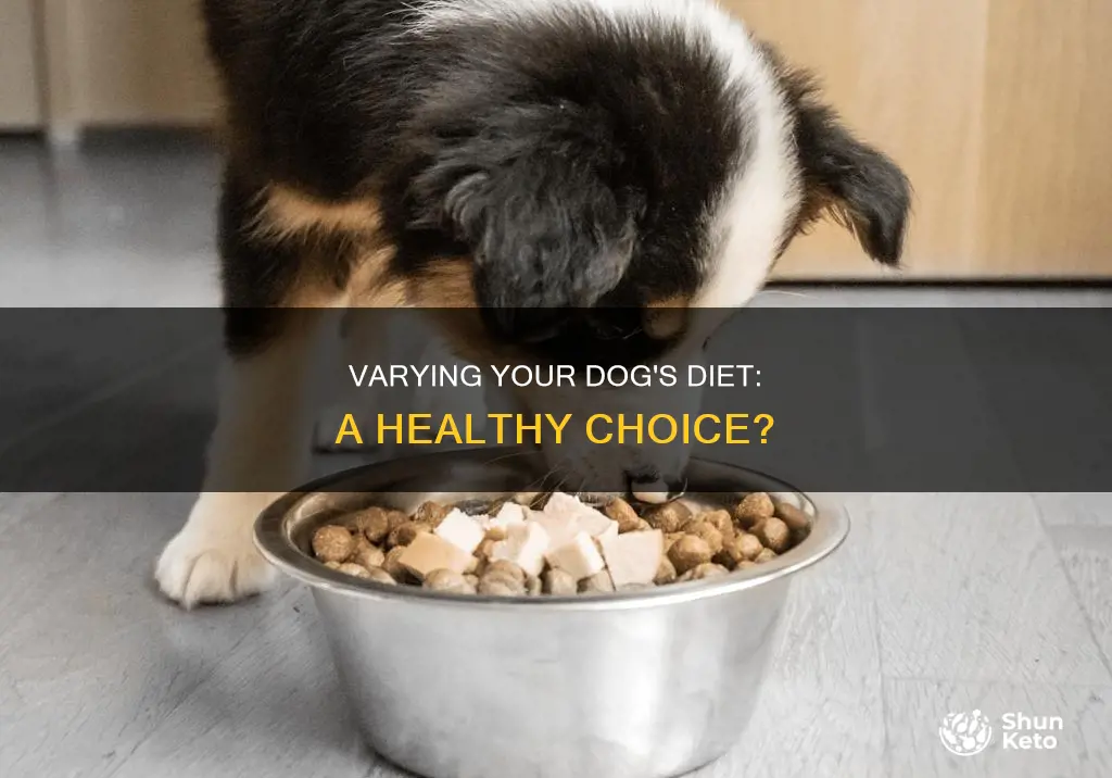 should i vary my dog