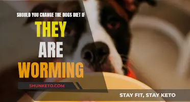 Worming and Diet: Should You Change Your Dog's Food?