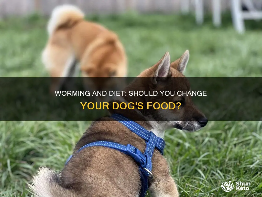 Worming And Diet Should You Change Your Dog's Food? ShunKeto