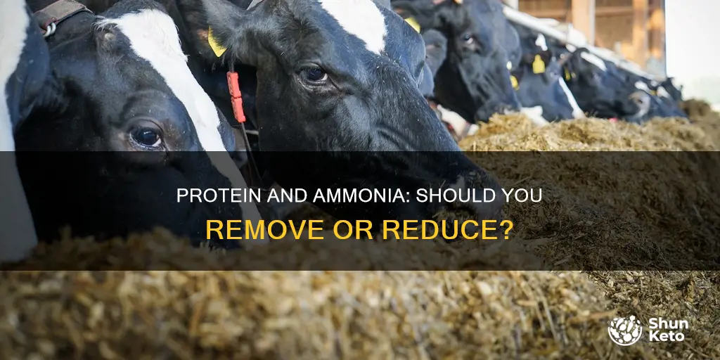 should you eliminate protein from diet for ammonia